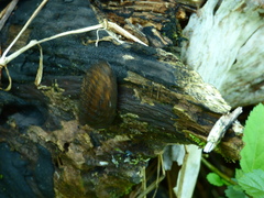 Blaberidae