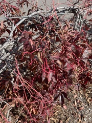 Parthenocissus quinquefolia
