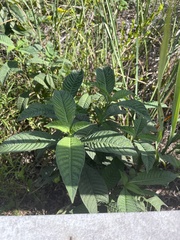 Psychotria tenuifolia