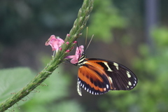 Heliconius ismenius