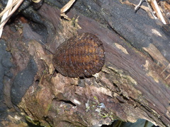 Blaberidae