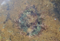 Monetaria caputophidii