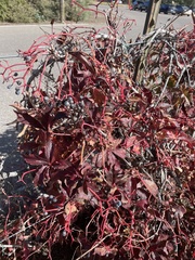 Parthenocissus quinquefolia