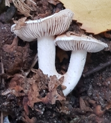 Agaricineae