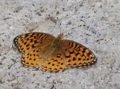 Speyeria hesperis