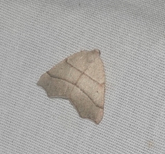 Drepanulatrix bifilata