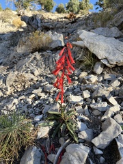 Penstemon eatonii