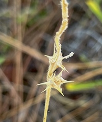 Cenchrus spinifex