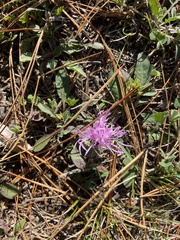 Centaurea