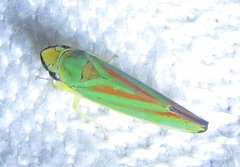 Graphocephala fennahi