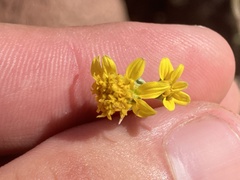 Bahiopsis microphylla