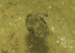 Arothron hispidus