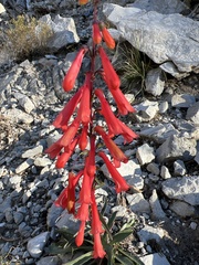 Penstemon eatonii