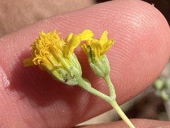 Bahiopsis microphylla