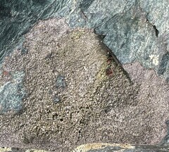 Lecanora gangaleoides