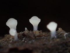 Hemitrichia