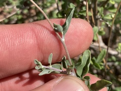 Bahiopsis microphylla