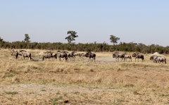 Connochaetes taurinus taurinus