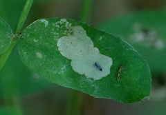 Aulagromyza caraganae