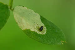 Aulagromyza caraganae