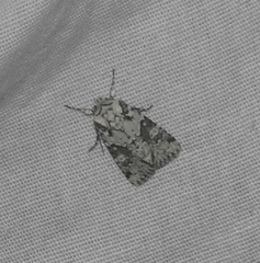 Lacinipolia implicata