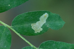 Aulagromyza caraganae