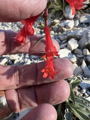 Penstemon eatonii