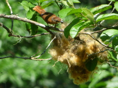 Pachyramphus castaneus