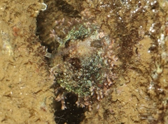 Monetaria caputophidii