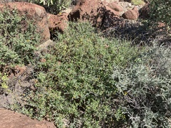 Bahiopsis microphylla