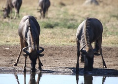 Connochaetes taurinus taurinus