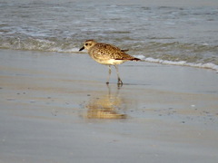 Pluvialis squatarola