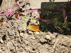 Phragmatobia