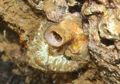 Thylacodes variabilis