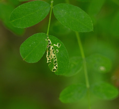 Aulagromyza caraganae
