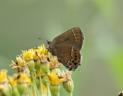 Callophrys spinetorum