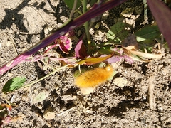 Phragmatobia