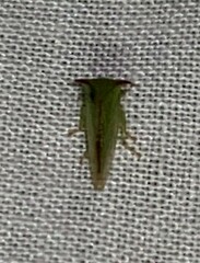 Stictocephala militaris