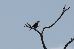 Streptopelia semitorquata