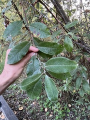 Salix sitchensis