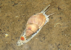 Nassarius hirtus