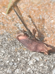 Argia fumipennis