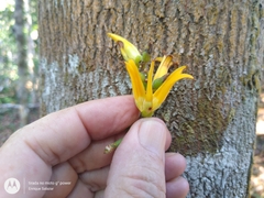 Paypayrola grandiflora