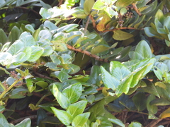 Griselinia scandens