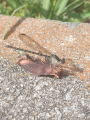 Argia fumipennis