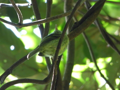 Hemitriccus orbitatus