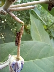 Danaus chrysippus