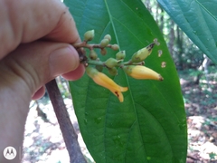 Paypayrola grandiflora