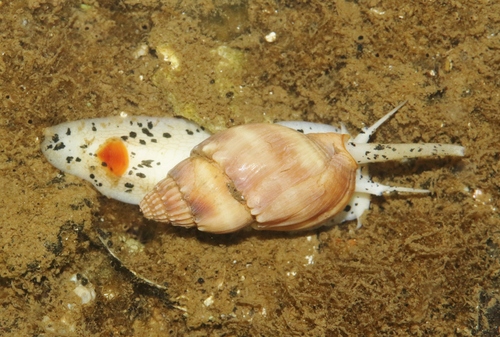 Nassarius hirtus observed 2022-10-03