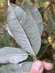 Salix sitchensis